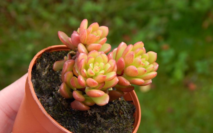 Sedum Joyce Tulloch