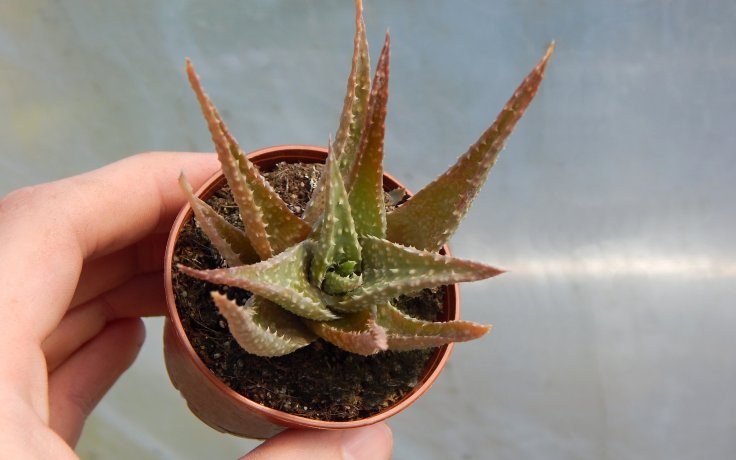 Aloe Toothed Hybrid pokojovka