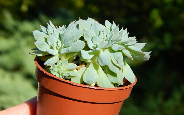 Echeveria Western Blue cristata - Houseplant