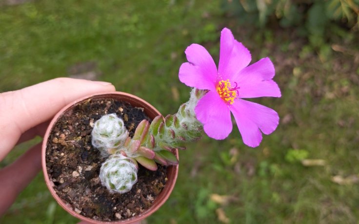 Portulaca werdermannii květ