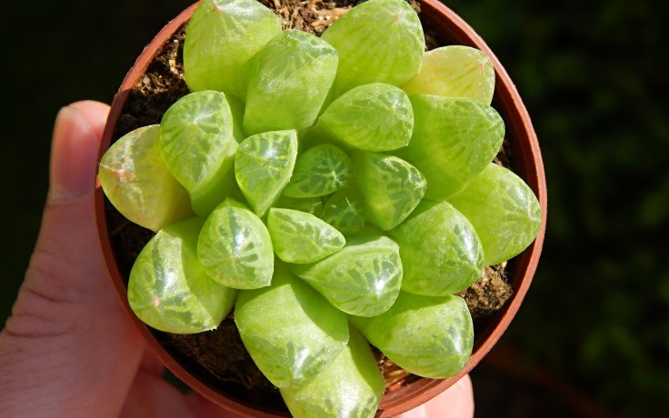 Haworthia cymbiformis var. longifolia průhledný sukulent