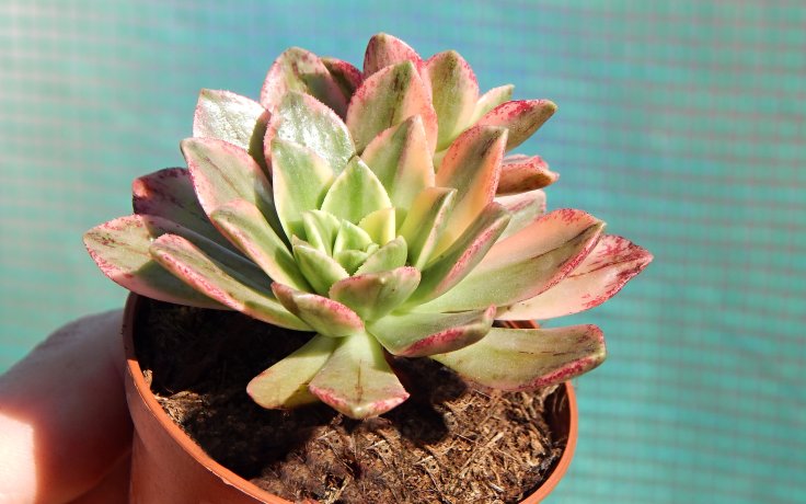Aeonium Bronze Medal variegata