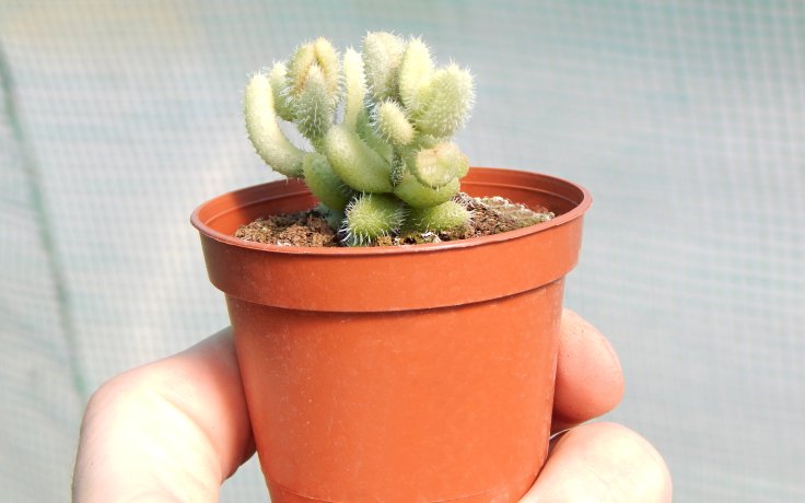 Delosperma echinatum variegata