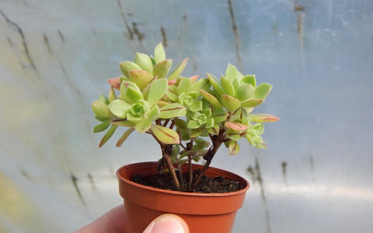Aeonium barbatum