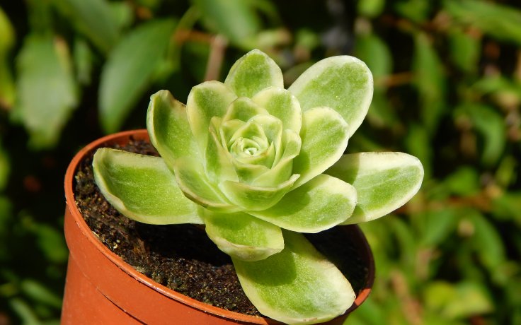 Greenovia aurea variegata