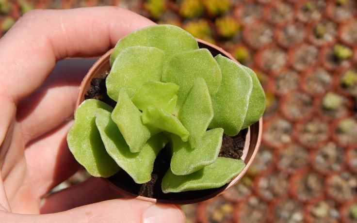 Adromischus cristatus var. zeyheri nenáročná pokojovka