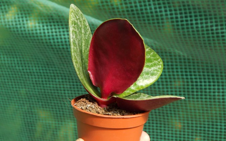 Crassula streyi - rare succulent