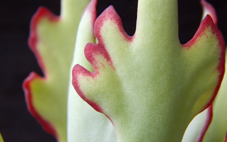 Cotyledon orbiculata Takbok (Pokojové sukulenty)