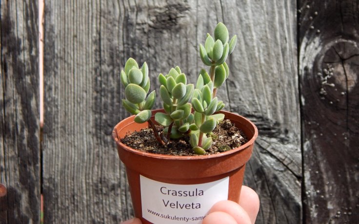 Crassula Velveta - Samek succulents