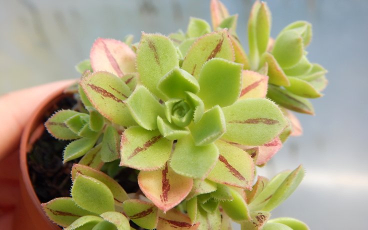 Aeonium barbatum pokojovka