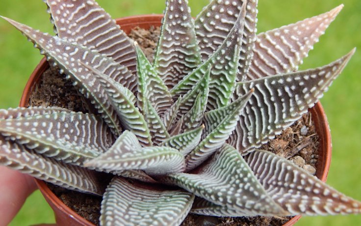 Haworthia limifolia var. striata