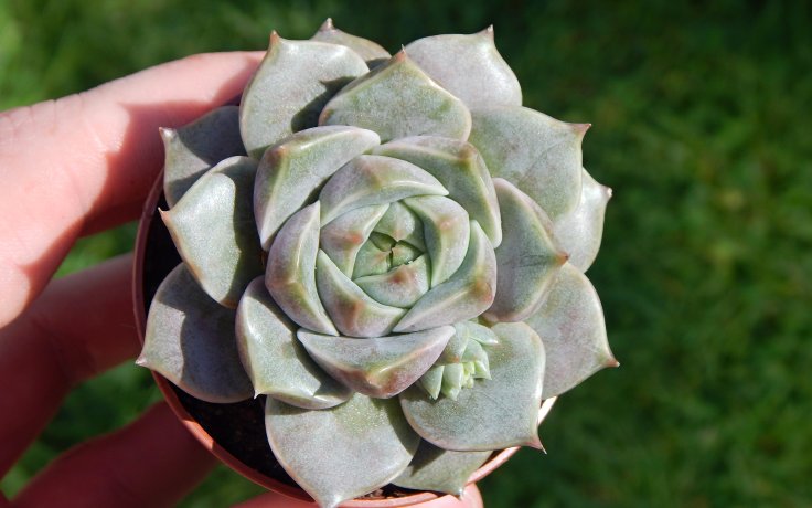 Echeveria Marsic sukulenty a kaktusy