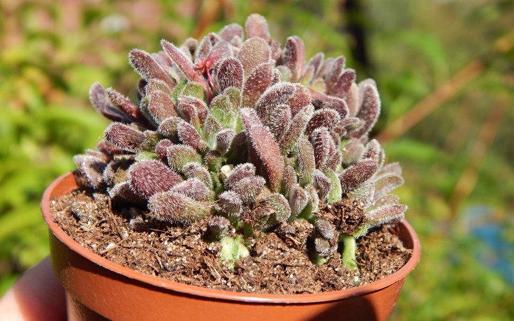 Crassula pubescens