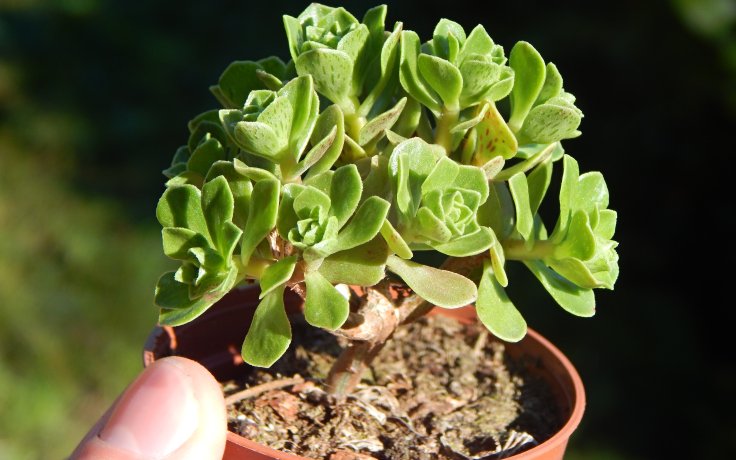 Aeonium spathulatum Dwarf bonsaj