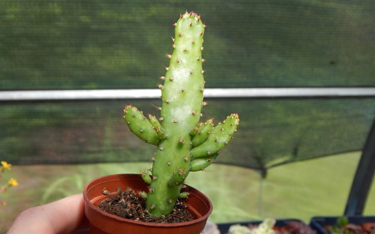 Opuntia monacantha pokojovka