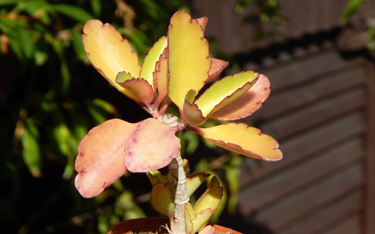 Kalanchoe pinnata - kolopejka