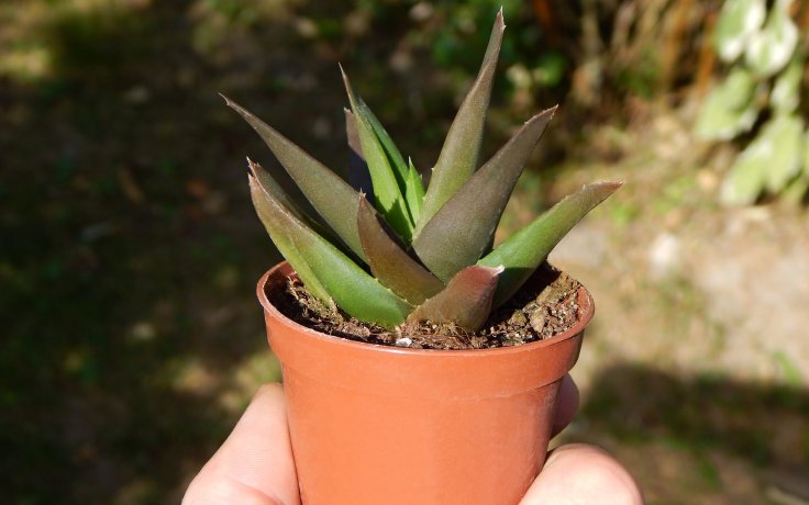 Haworthia pentagona - pokojovka do polostínu