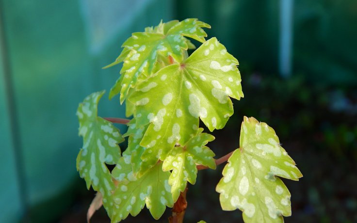 Begonia shepherdii Begonie