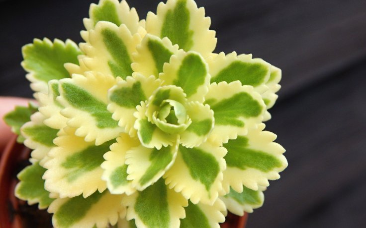 Sedum takesimense variegata - STONECROP
