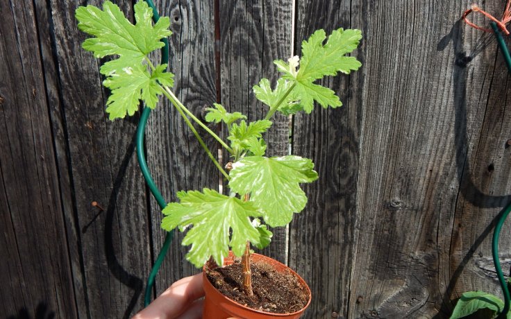 Pelargonium graveolens variegata pokojovka vonná