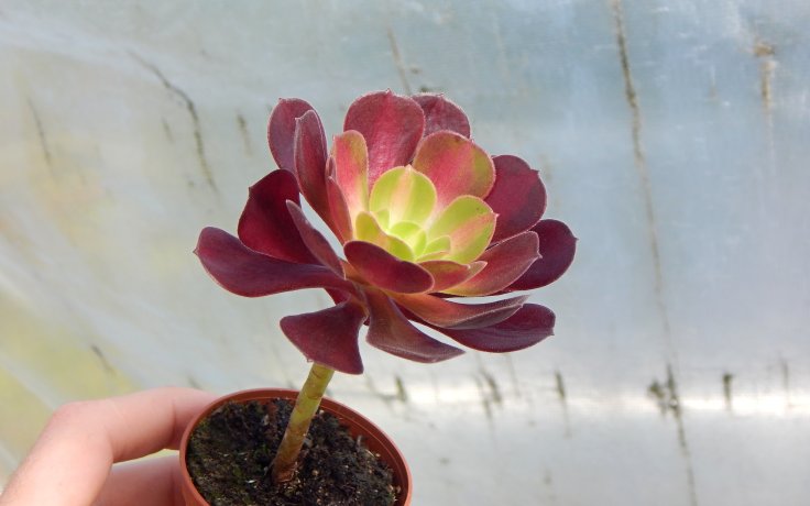 Aeonium Kilimanjaro