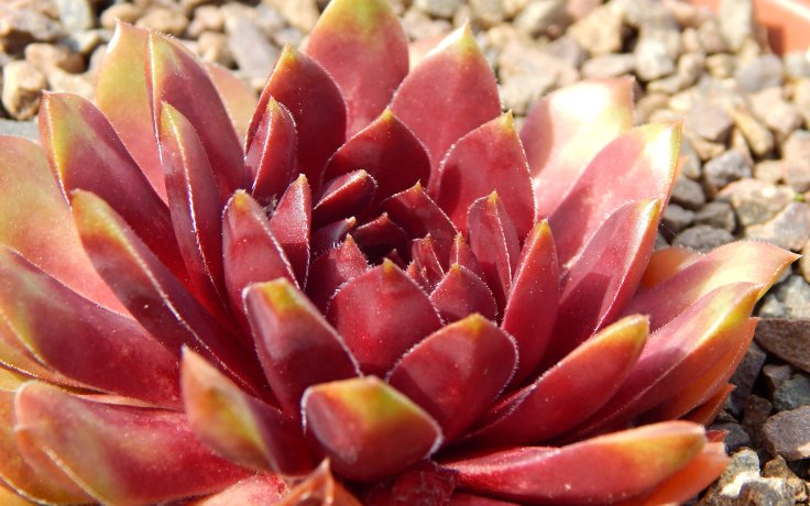 Sempervivum Dr. Fritz Köhlein - houseleek
