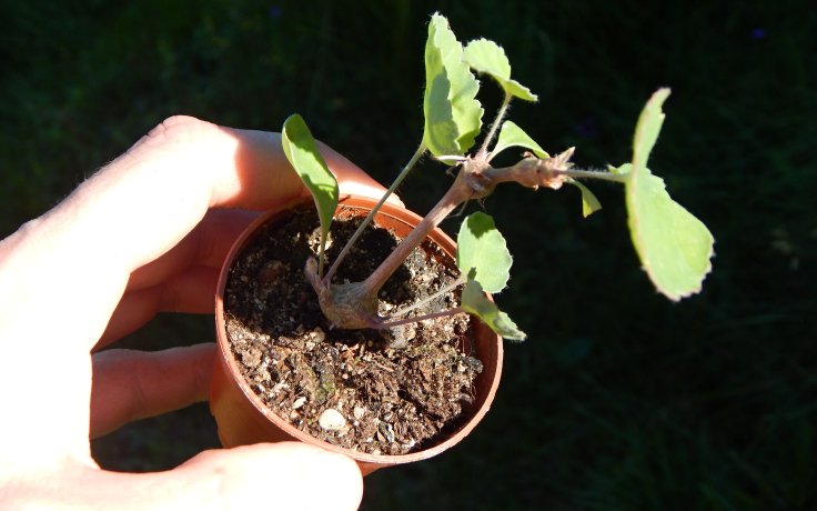 Pelargonium gibbosum kaudex