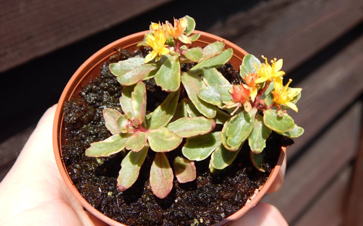 Sedum kamtschaticum variegata