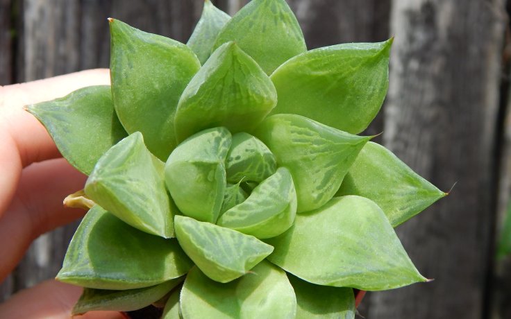 Haworthia cuspidata