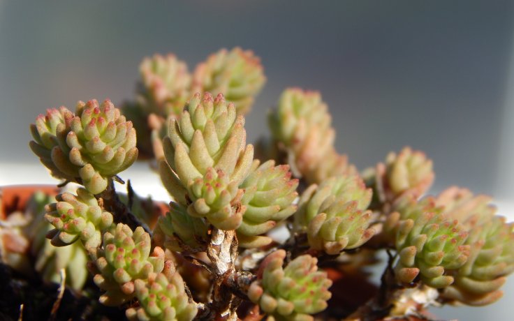 Sedum urvillei - rozchodník