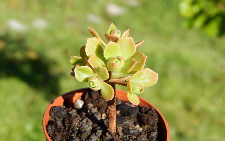 Aeonium spathulatum