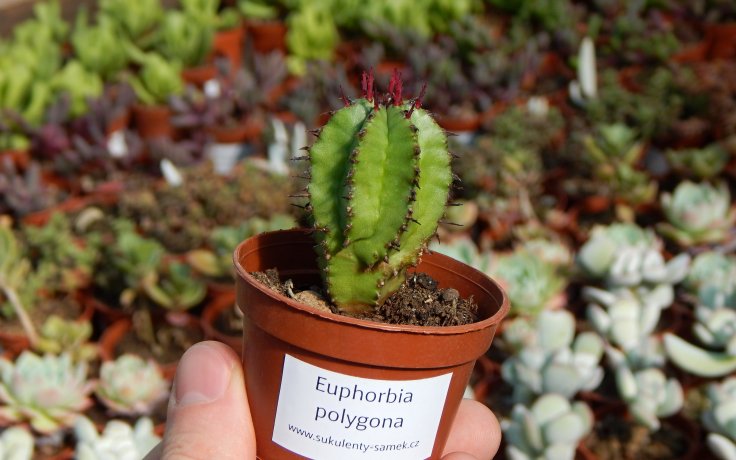 Euphorbia polygona Kaktus