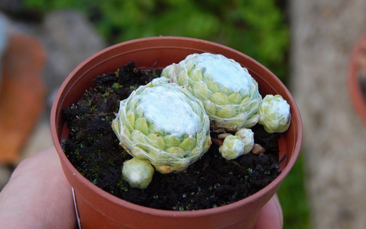 Sempervivum Shampoo