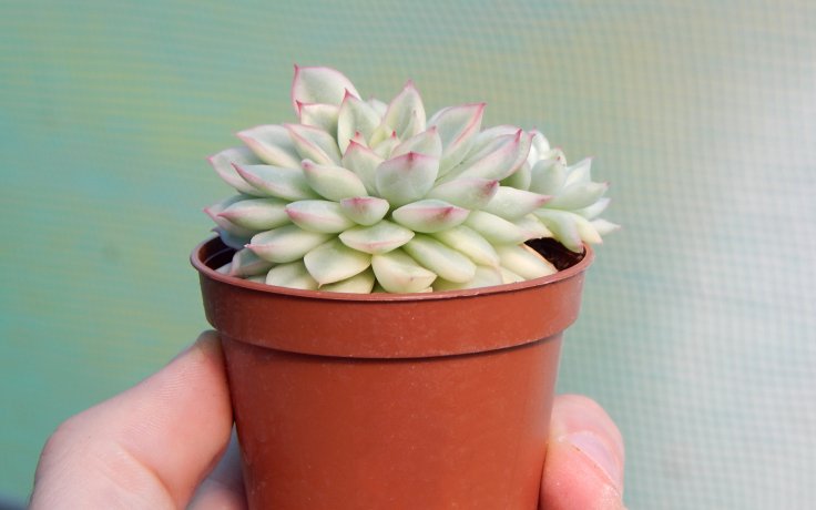 Echeveria Mebina variegata