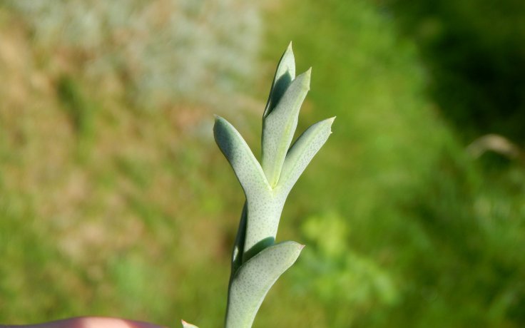 Ruschia perfoliata sukulent