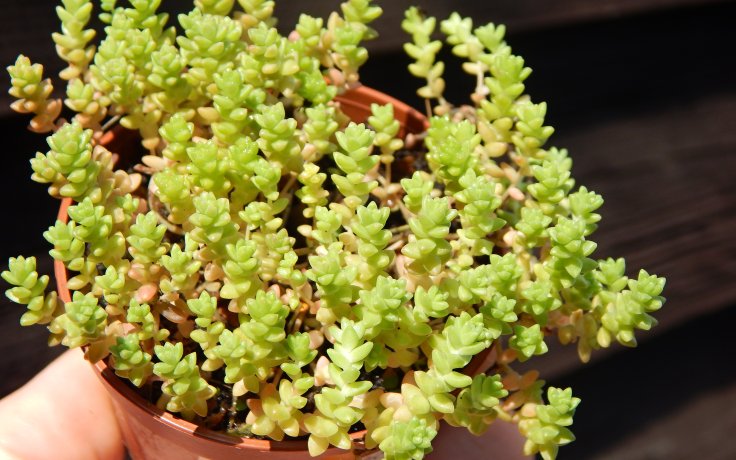 Sedum anglicum subsp. pyrenaicum