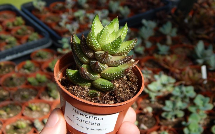 Haworthia coarctata česká produkce sukulentů