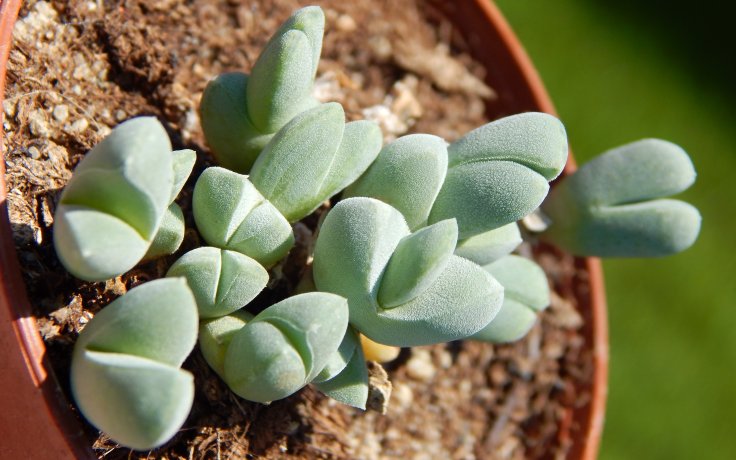 Cheiridopsis purpurea - sukulenty