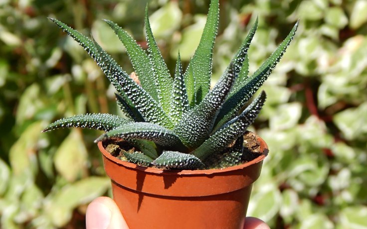 Haworthia fasciata Concolor - sukuelnty a kaktusy samek