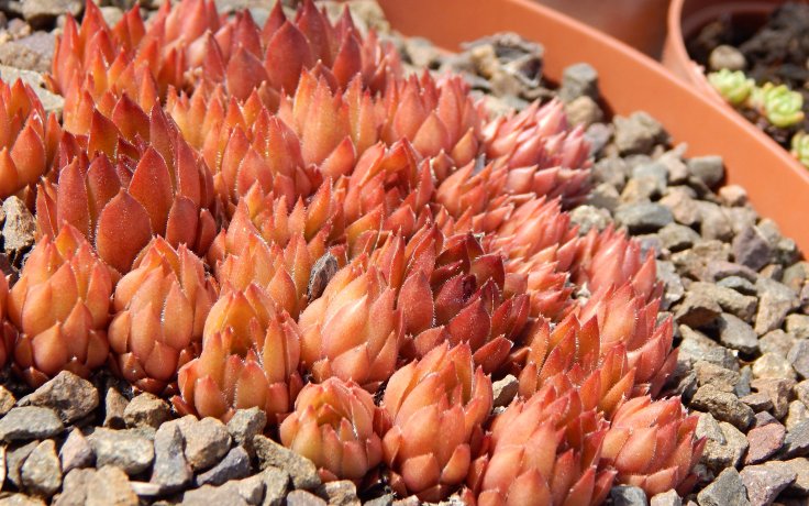 Sempervivum Bronze Pastel