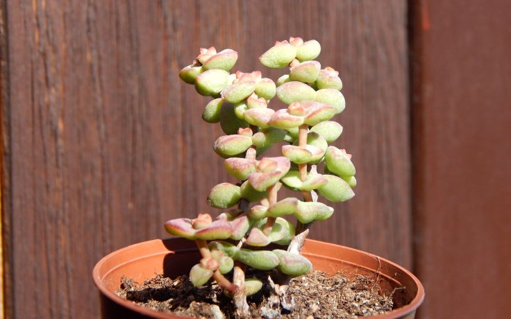 Crassula Tom Thumb