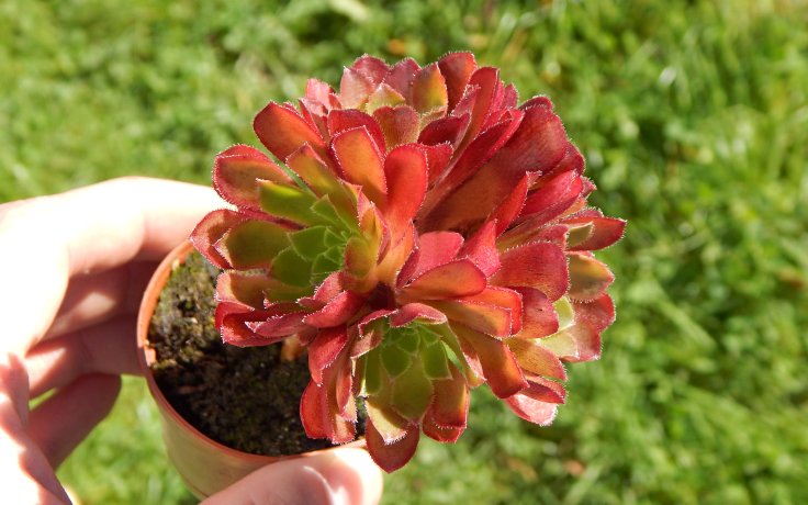 Semponium Sienna nové sukulenty