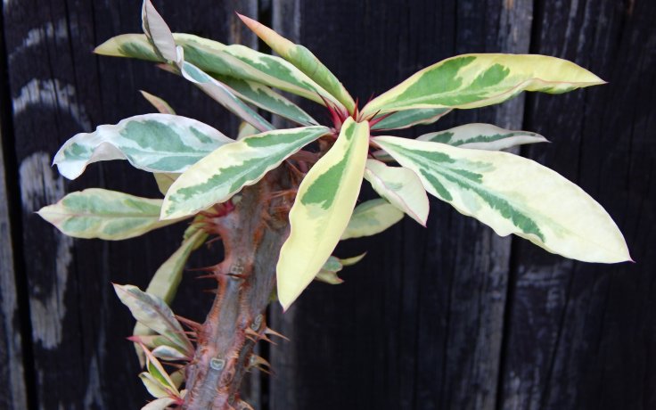 Euphorbia milii variegata - pokojový vzácný sukulent
