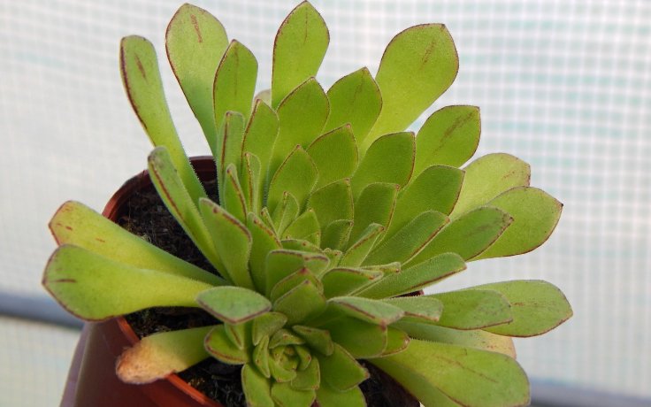 Aeonium Cupcake sukulenty a kaktusy