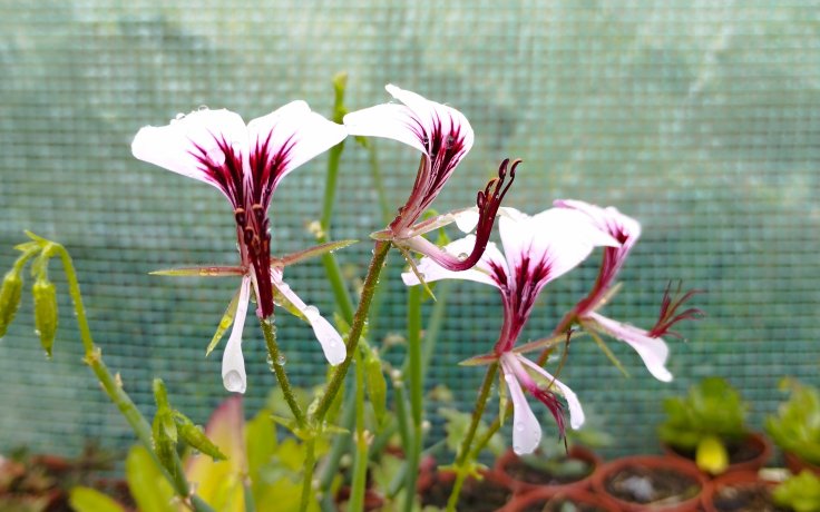 Pelargonium tetragonum - květ