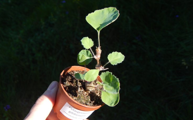 Pelargonium gibbosum sukulentní muškát