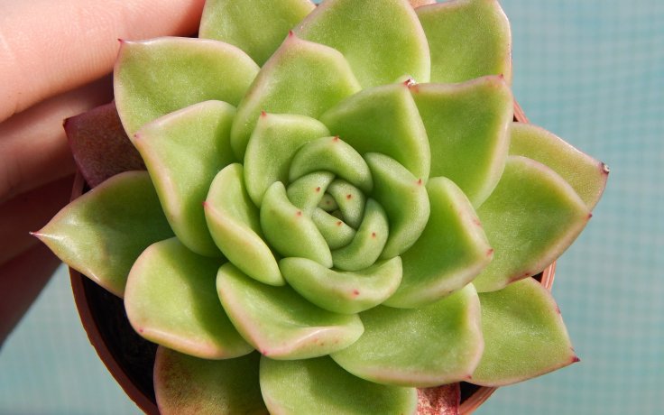 Echeveria Leisal - nenáročný sukulent