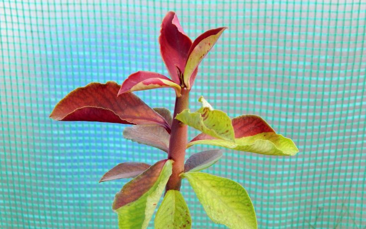 Euphorbia umbellata Rubra houseplant
