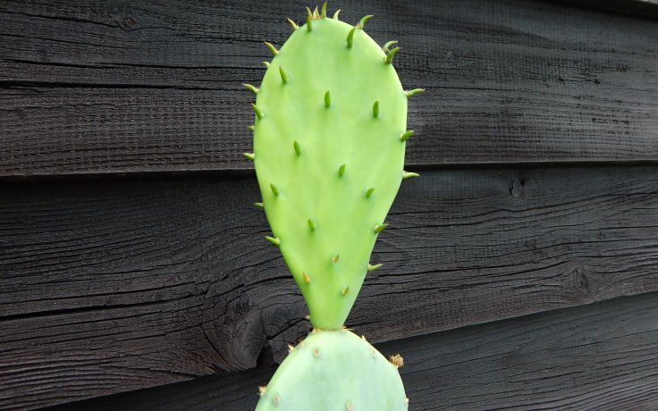 Opuntia humifusa