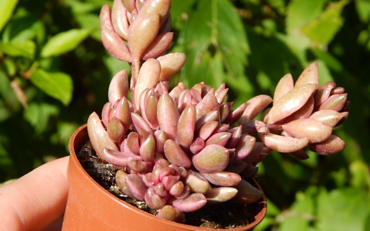 Lenopetalum Chocolate & Strawberries růžový sukulent